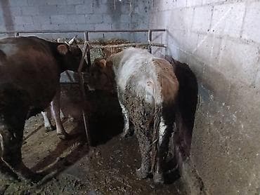 Коровы, быки: Продаю | Бык (самец) | На откорм | Племенные — 1