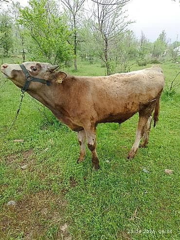 кошки жалал абад: Сатам | Бука (эркек) | Бордоп семиртүү үчүн | Байланган — 2