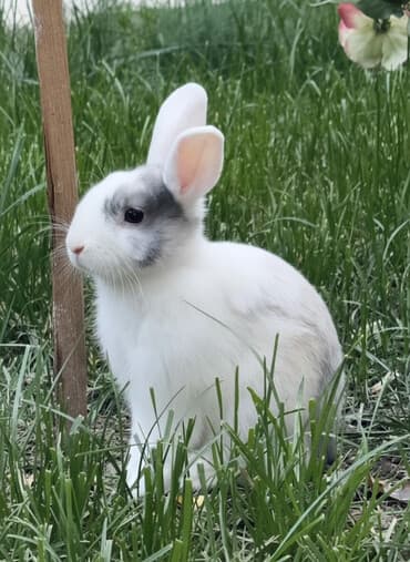 кролик декоративный: Карликовый кролик (декоративный) самец Описание: - Компактный — 1