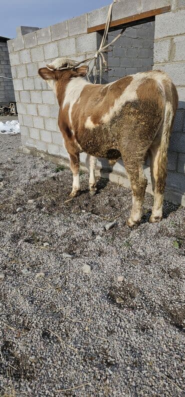 сколько стоит кошка в бишкеке: Продаю | Корова (самка), Бык (самец), Тёлка | Монбельярд | Для разведения, Для молока | Осеменитель — 9