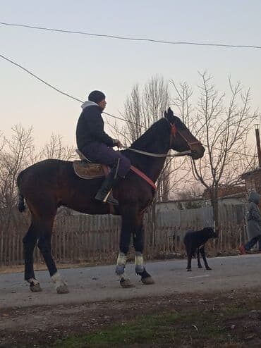 с связи с переездом: Сатам | Жылкы (эркек) | Ат спорту — 8