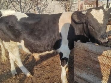 бычки на мясо: Продаю | Бык (самец) | Голштин | Для разведения | Племенные — 3