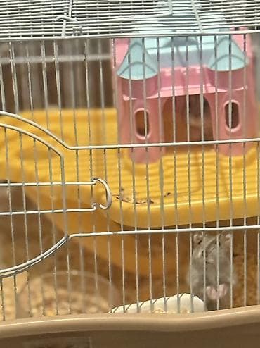 Кемирүүчүлөр: Хомяки и клетка с кормом Клетка для мелких грызунов — 3
