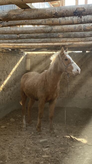 хаски собака цена: Продаю | Жеребенок | Конный спорт — 6