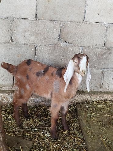 Продаю | Козлёнок | Нубийская, Битал, Камори | Для разведения | Племенные