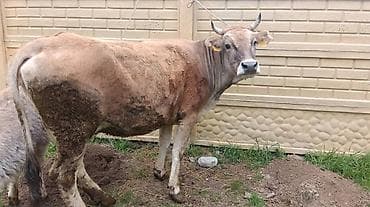 Продаю | Корова (самка) | Для разведения | Племенные