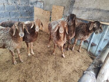 редкие экзотические животные: Продаю | Овца (самка) | Для разведения | Племенные — 3