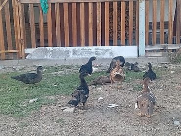 куры простые: Продаю | Куры — 4