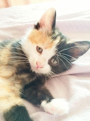 шатландские котята: 3 месяца, Девочка — 1