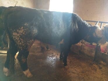 Продаю | Бык (самец)