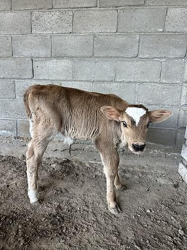 кошка домашняя: Продаю | Музоо, торпок | Для молока | Привязанные — 1