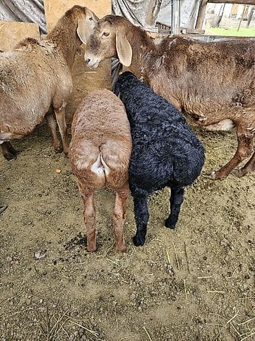 вислоухий: Продаю | Овца (самка) | Арашан | Для разведения | Матка — 2