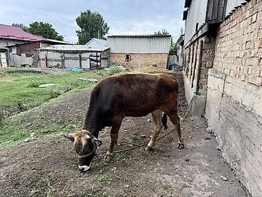 коровы дойные: Продаю | Бык (самец) | На откорм | Привязанные — 6