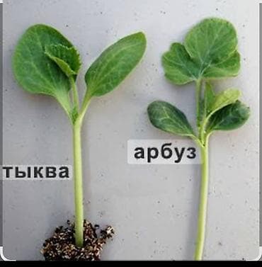 продаю свекла: Лагенариянын уруктары. Семена лагенарии для прививки арбуза и огурцов — 3