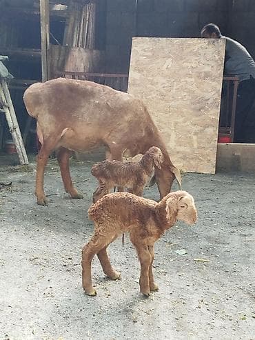 попугай каракол: Продаю | Овца (самка) | Полукровка | Для разведения | Племенные — 7