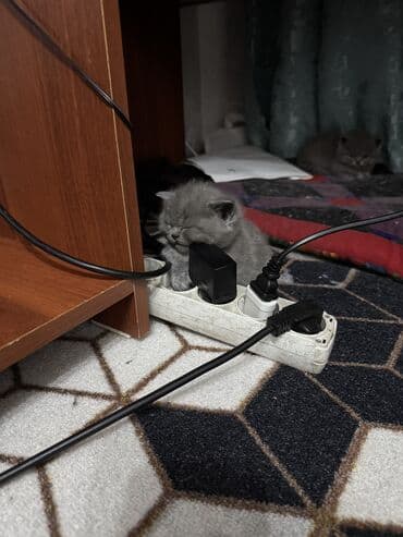 кошка продажа: Шотландские котята (вислоухие/страйт) серого (blue) окраса - Плюшёвая — 4