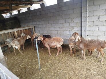 купить инкубационное яйцо с доставкой в регионы: Продаю | Овца (самка) | Для разведения | Племенные — 4