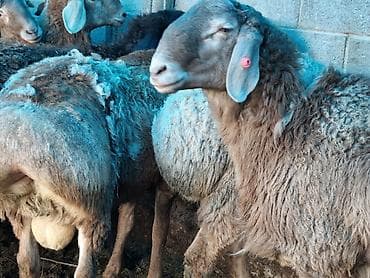 Үй жаныбарлары үчүн товарлар: Сатам | Кочкор (эркек) | Гиссар | Союуга — 2