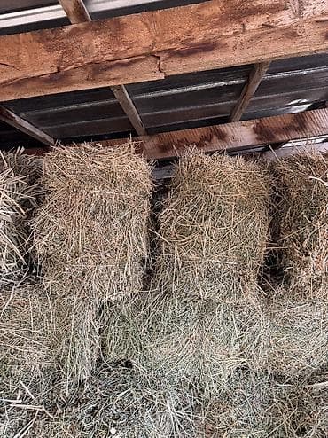 В продаже чистый клевер второй укос цена 470сом