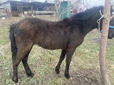 домашные животные: Продаю | Жеребенок | Конный спорт — 2