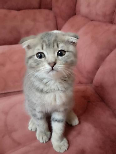 котята шотландской породы: Шотландский вислоухий котёнок (Scottish Fold) - Окрас — 1