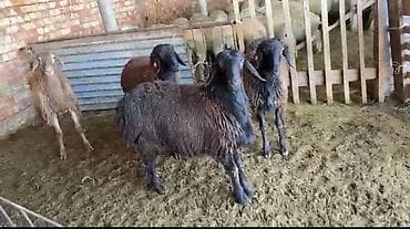 обмен на баран: Продаю | Овца (самка) | Для разведения | Ярка — 6