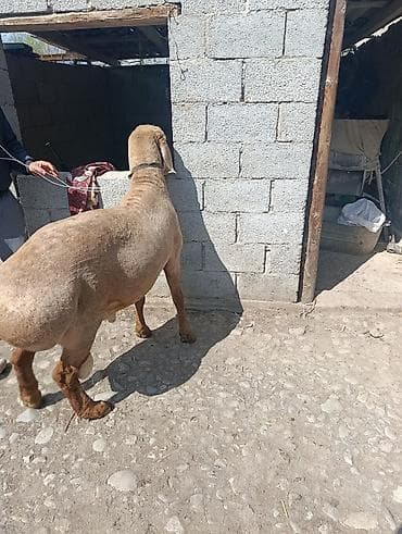 арашан ягнята: Продаю | Баран (самец) | Для разведения | Племенные — 3