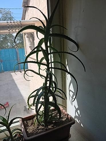 алоэ бишкек: 🌿 Продаются алоэ (столетник). Здоровые, взрослые растения. Цена — 3