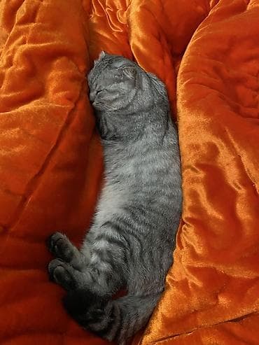 кошку ош: Скотиш Фолд (Шотландская вислоухая), 2 года, Мальчик, Приучена к лотку — 4