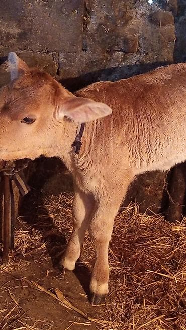 утки белые: Продаю | Музоо, торпок | Полукровка | На откорм — 2