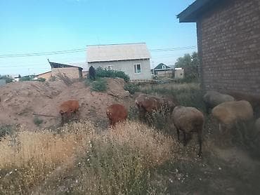 кукуруза сорт маями: Продаю | Овца (самка) | На забой — 3