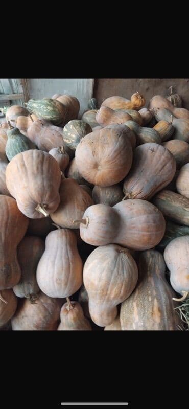 Тыква мускатная (разные формы и размеры) - Сорта мускатного типа