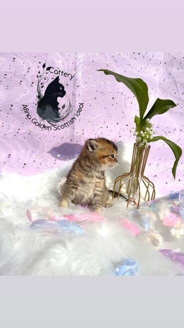 собака бульдок: Британ кыска жүндүү, 1 айлык, Эркек, Алтын шиншилла, Лотокко барууга үйрөтүлгөн, Курттардан тазаланган, Документтери менен — 10