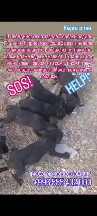 отдам собаку в добрые руки: Собака даром: 7 месяцев, Самец — 1