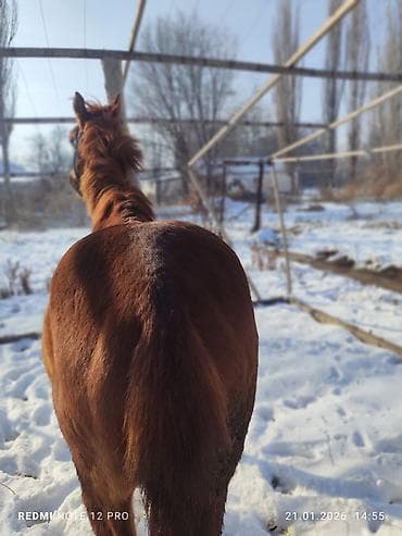 донская порода: Продаю | Жеребец | Полукровка | Рабочий — 9