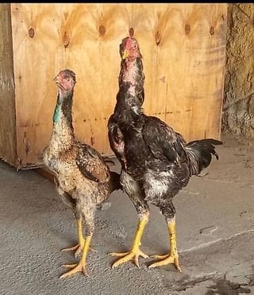 козу сатылат бишкек: Сатам | Тооктор | Тебиштирүүчү | Көбөйтүү үчүн — 5