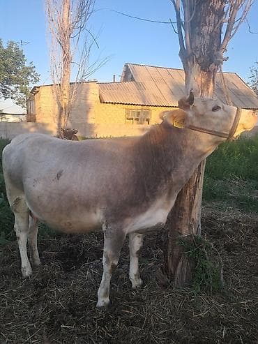 чистопородное разведение: Продаю | Корова (самка) | Для разведения | Привязанные — 1