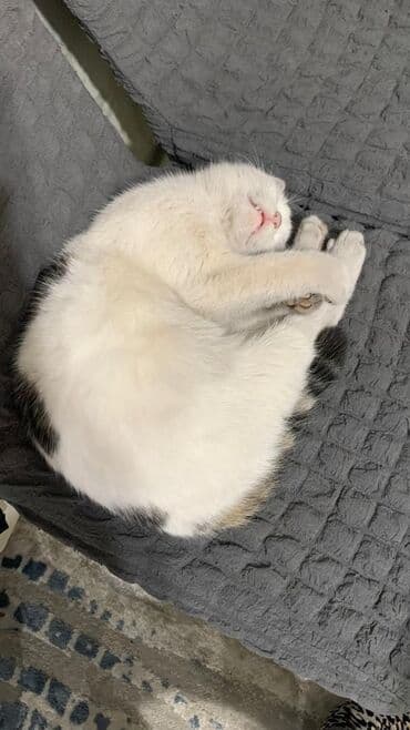 Ветеринар кызматы: 9 айлык, Эркек, Лотокко барууга үйрөтүлгөн — 3