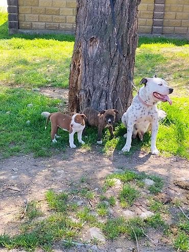 Щенки от крупной спортивной собаки - На фото — взрослая собака