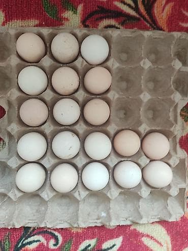 Яйцо.бойцовский пароды,дакан. хороший линия