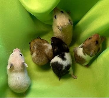 Собаки: Продаются хомячки сирийские, ангорские пушистые хомячки, джунгарские — 3