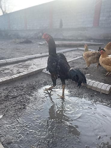 бычки токмак: Продаю цена сразу Окончательную напишу, Бойцовые курочки по две — 4