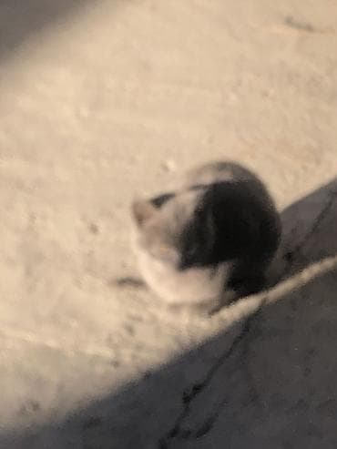 Мышык кууту: Мышык бекер берилет: Породасыз, Ургаачы — 2