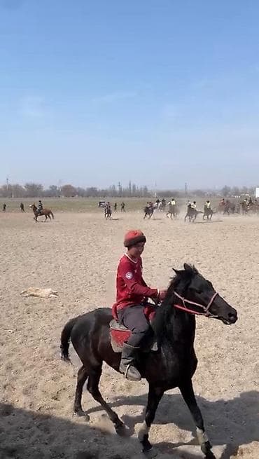 Продам с/х животных: Продаю | Жеребец | Конный спорт — 1