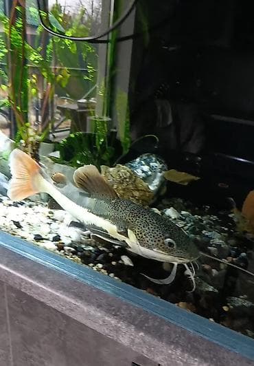 перепелка бишкек: 🔥 Срочно продам краснохвостого сома 40 см! Крупный, красивый, активный — 4