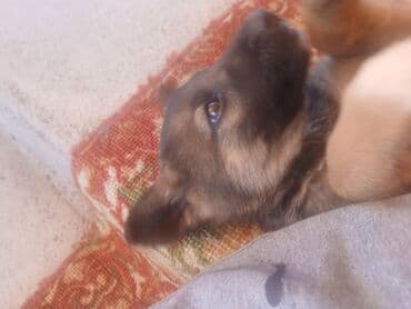 кормовая соль для животных: Овчарка, 2 месяца, Самец, С прививкой — 1