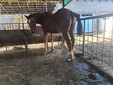 Ветеринар кызматы: Сатам | Байтал | Көбөйтүү үчүн — 2