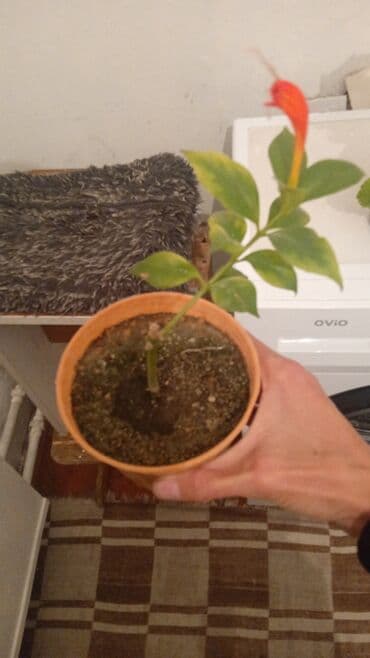 аквариум каракол: Комнатные цветы в горшках 1) Фаленопсис (орхидея) с нежно‑жёлтыми — 3