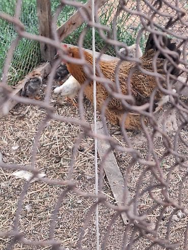 кошка жалал абад: Сатам | Тооктор | Үй | Көбөйтүү үчүн — 3