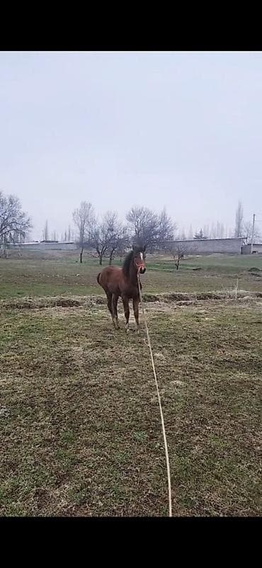 кыргыз и собака: Сатам | Тай | Жумушка — 2